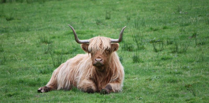 Highland cows at Pollak